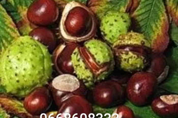 Каштан конский урожай 2025- фото № 1