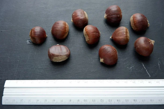 Каштан їстівний насіння посівний на посадку- фото № 1