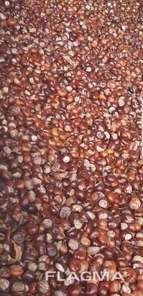 Продам каштан сухий, крупним оптом- фото № 1