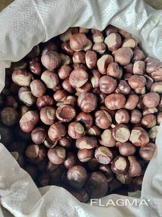 Каштан конський сушений- фото № 1