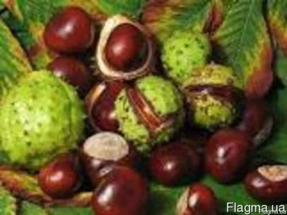 Каштан , плоды.- фото № 1