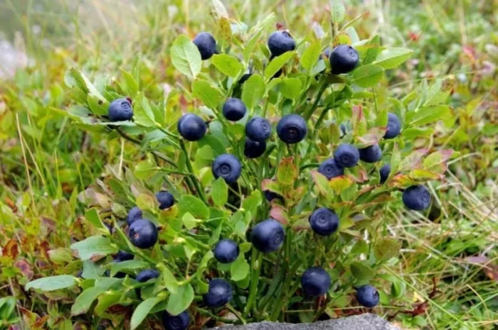 Чорниця лісова.- фото № 1