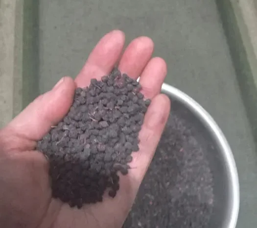 Ягоди чорниці сухої- фото № 1