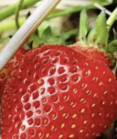 Продам смородину замороженную- фото № 2