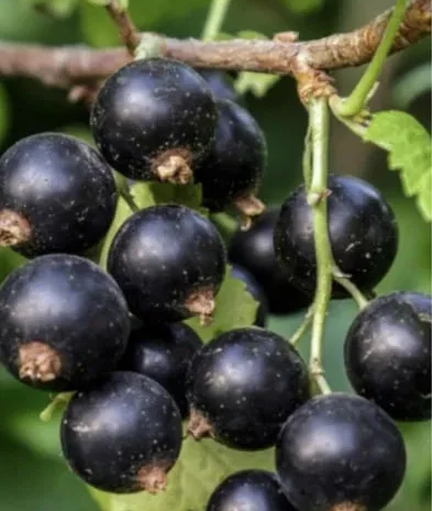 Продам смородину замороженную- фото № 1