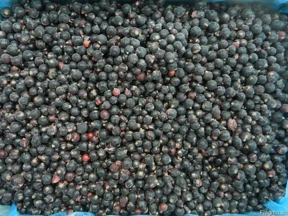 Чорна смородина.- фото № 1