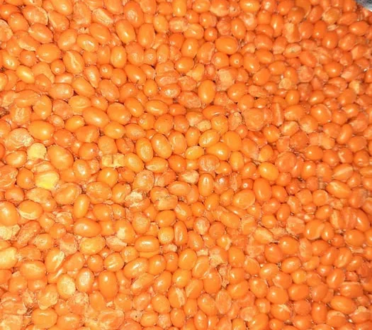 Облепиха ягода Обліпиха- фото № 1