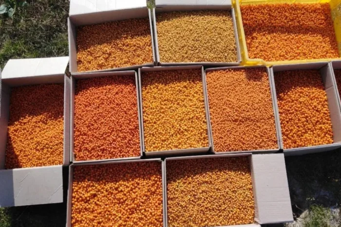 Облепиха. Облiпиха.- фото № 1