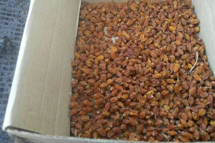 Суха Обліпиха, облепиха- фото № 1