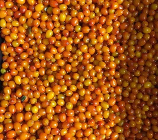 Обліпиха.Обліпиховий чай.Без термообробки- фото № 1