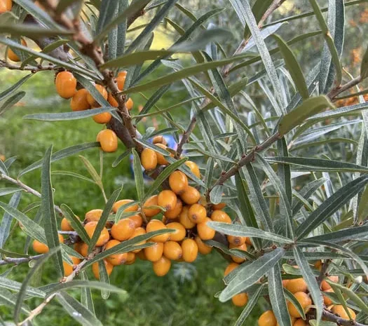 Обліпиха сортова з домашнього саду- фото № 1