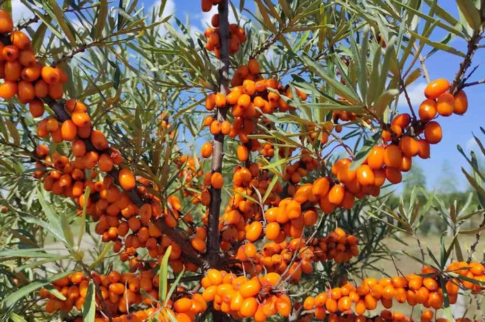 Обліпиха ароматна- фото № 1