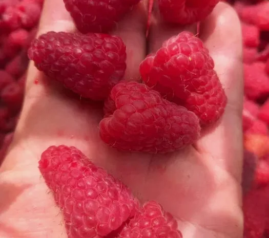 Малина Гордість України- фото № 1