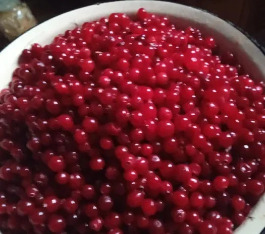 Клюква/ Журавлина- фото № 1