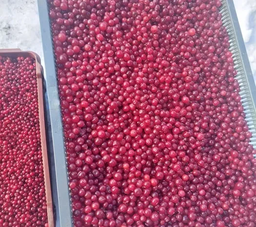 Продам свіжу Клюкву [Журавлину]- фото № 1