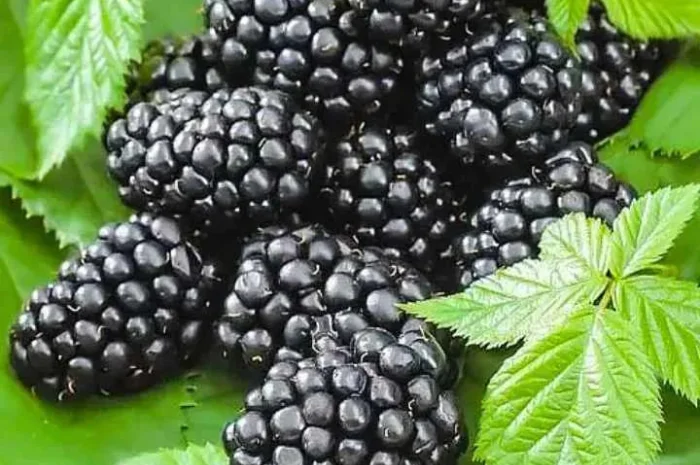 Ожина, смородина, агрус, дерен – заморожені ягоди- фото № 1