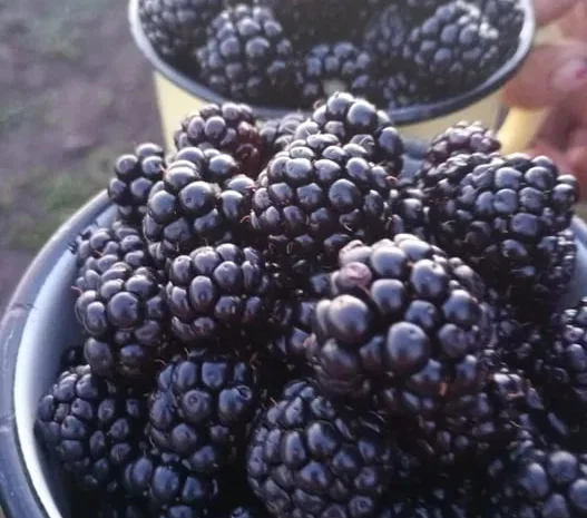 Продаж великої солодкої ожини- фото № 1