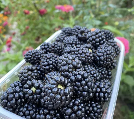 Домашня крупна ожина на продажу- фото № 1