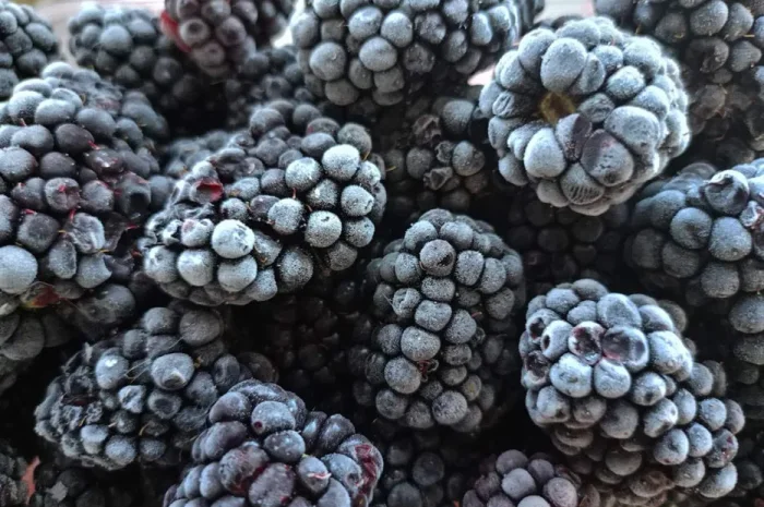 Заморожена ожина - якість та свіжість- фото № 1