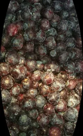 Голубика – свежие замороженные ягоды- фото № 1