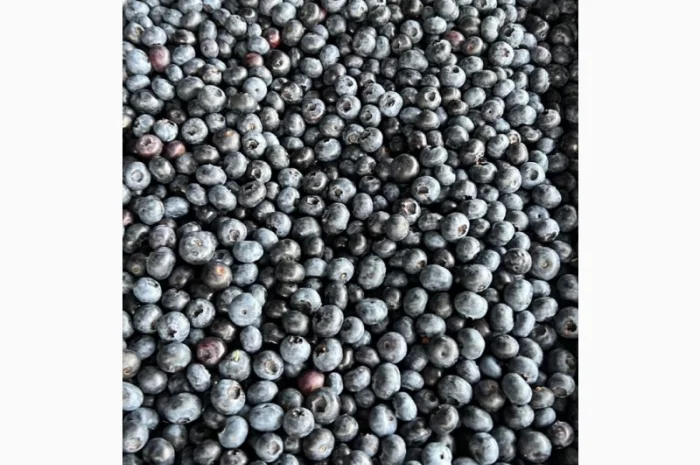 Продается замороженная лохина высокого качества- фото № 1