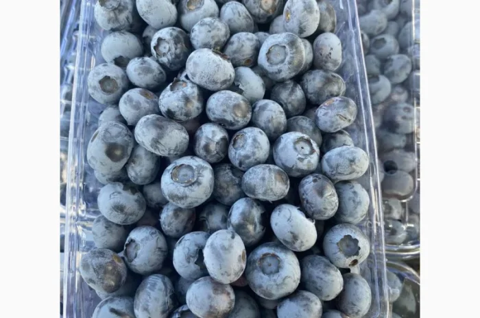 Свежая голубика 2025 ОПТ и в розницу- фото № 1
