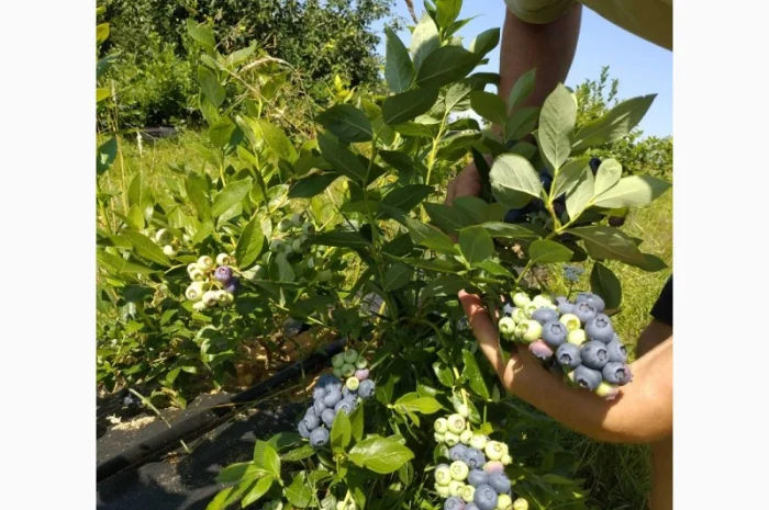 Свежая голубика 2025 ОПТ и в розницу- фото № 2