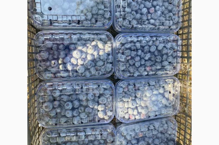 Свежая голубика 2025 ОПТ и в розницу- фото № 3