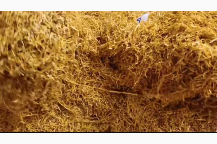 Качественный табак. Набитые гильзы Вирджиния, Берли, Винстон, Кэмэл- фото № 11