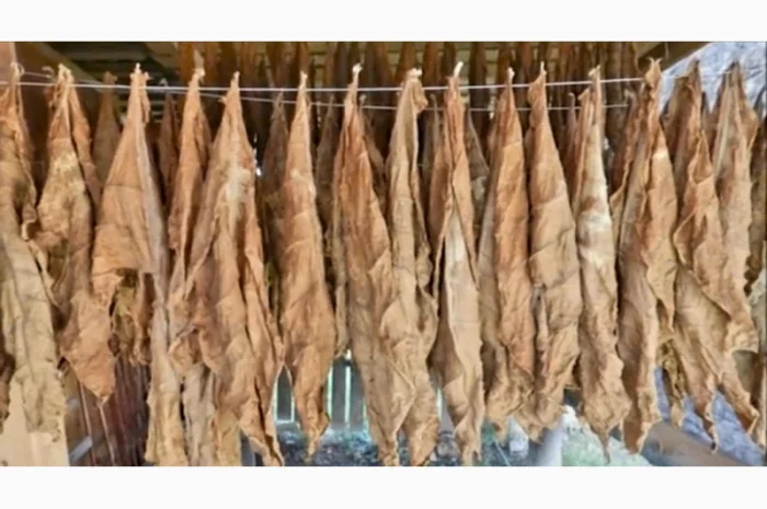 Качественный табак. Набитые гильзы Вирджиния, Берли, Винстон, Кэмэл- фото № 3