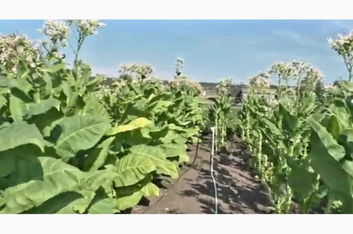 Качественный табак. Набитые гильзы Вирджиния, Берли, Винстон, Кэмэл- фото № 5