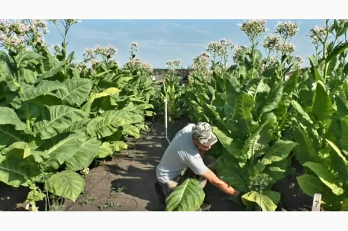Качественный табак. Набитые гильзы Вирджиния, Берли, Винстон, Кэмэл- фото № 6