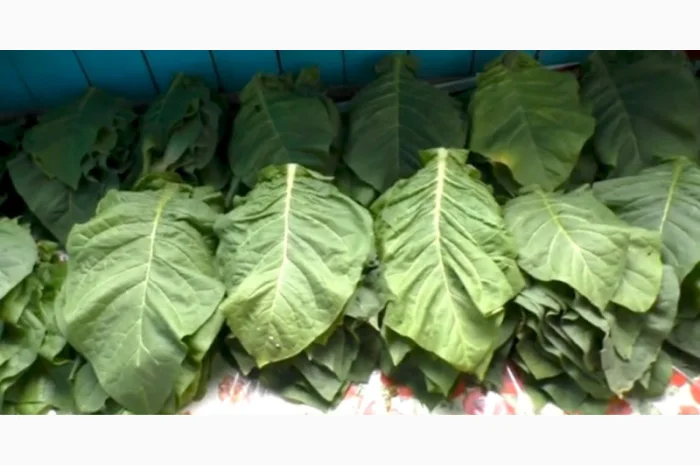 Качественный табак. Набитые гильзы Вирджиния, Берли, Винстон, Кэмэл- фото № 7