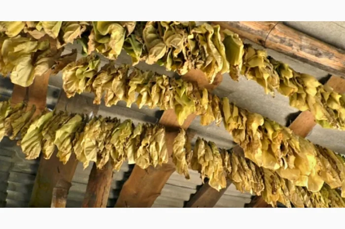 Качественный табак. Набитые гильзы Вирджиния, Берли, Винстон, Кэмэл- фото № 8