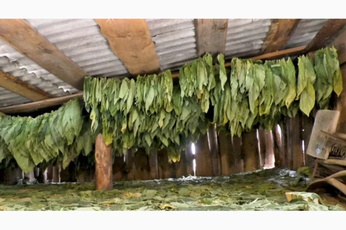 Качественный табак. Набитые гильзы Вирджиния, Берли, Винстон, Кэмэл- фото № 9