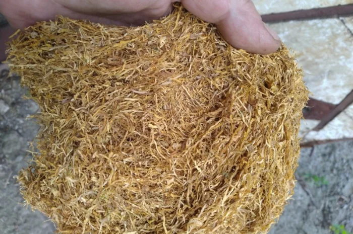 Табак Вирджиния Голд средней крепости- фото № 1