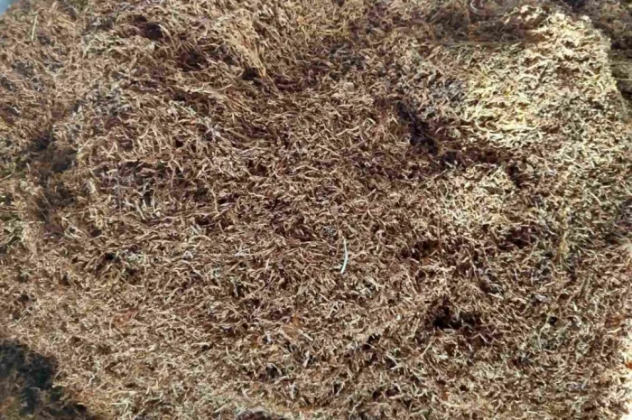 Табак ферментированный в мешках, крепость 5- фото № 4