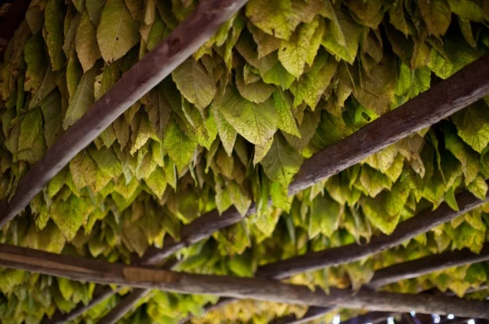 Табак для курящих - домашние сорта ХЛОПЯ в продаже- фото № 6