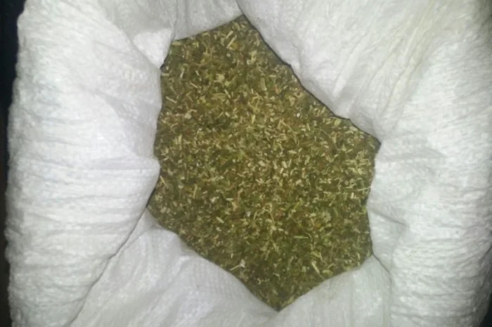 Продается сільський табак САМОСАД- фото № 1