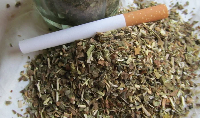 Продается сільський табак САМОСАД- фото № 3