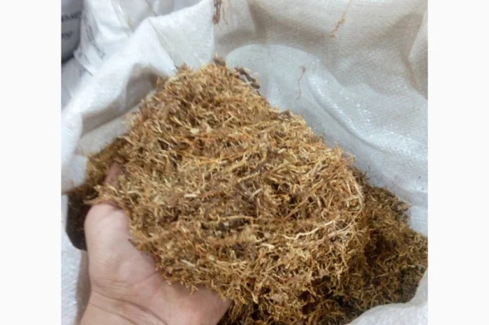 Свежий табак нарезка лапшой Берли- фото № 2