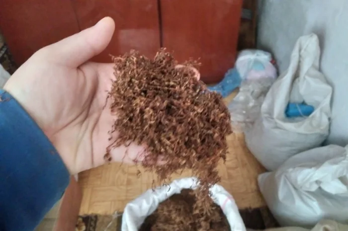 Тютюн лапшою короткою домашний без хімії Берлі і Вірджінія- фото № 3