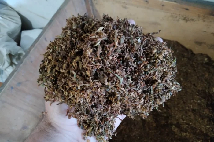 Ферментированный табак Вирджиния и Берли, отборный 700 грн за кг- фото № 4