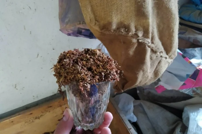 Ферментированный табак Вирджиния и Берли, отборный 700 грн за кг- фото № 5