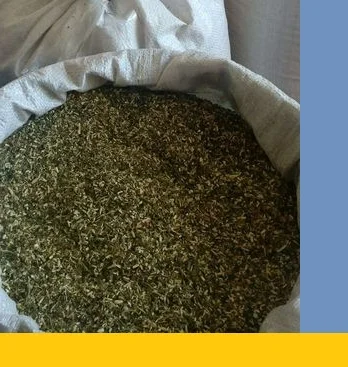 Продается свежий самосад махорка- фото № 1