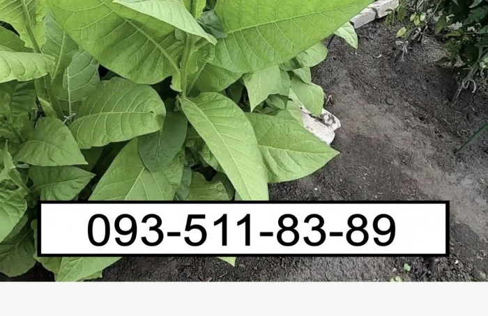 Якісний табак: МИЛЕНІУМ та ЗОЛОТЕ РУНО- фото № 1