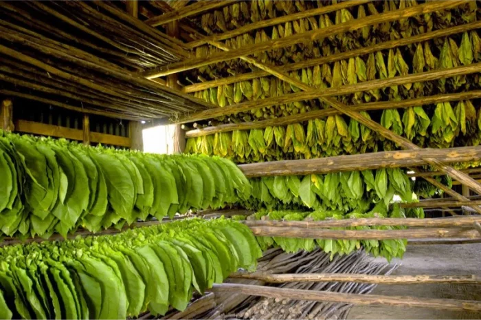 Продается Махорка Самосад без пыли и мусора по супер цене- фото № 1