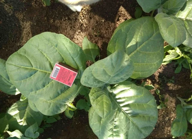 Табак домашний Махорка для мужчин- фото № 1