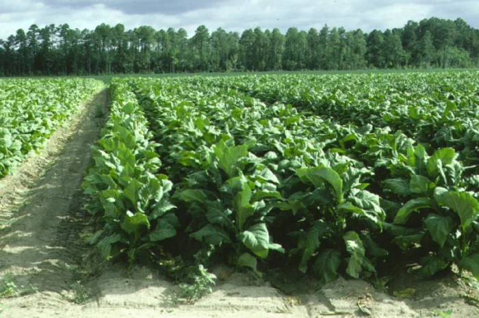 Продается крепкая махорка и гильзы для машинки- фото № 1