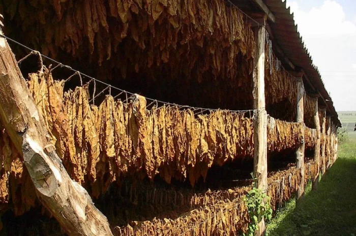 Продажа Махорки Самосад без пыли и мусора- фото № 1